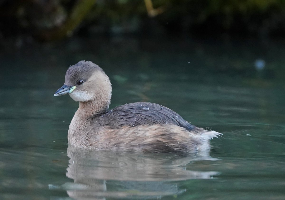 The Dutch name for Little Grebe is Dodaars, literally 'Fluffy Arse,' a good name! This one at Cromford in Derbyshire, today. @Derbyshirebirds