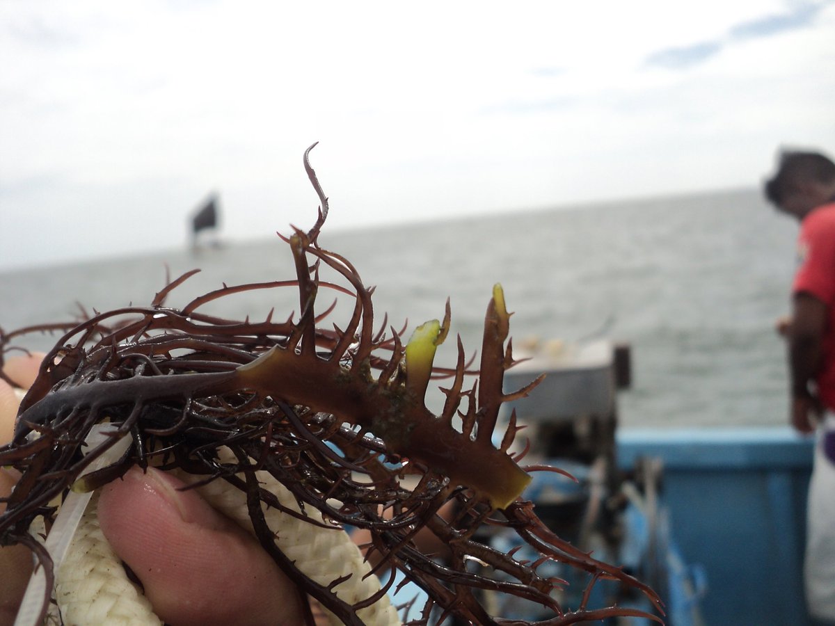 SeaweedNutriti1's tweet photo. Red macroalgae, Chondracanthus chamissoi, in full development, growing to nurture the Peruvian population, we need help from  international organizations https://t.co/opcmL4JBO6