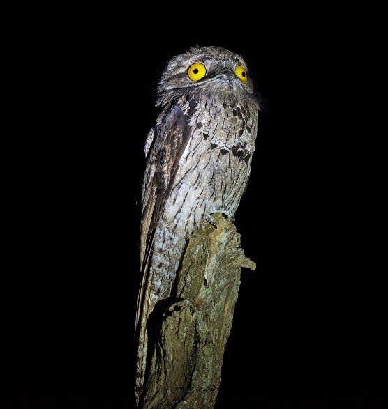 A thread of the potoo owl just doing potoo things