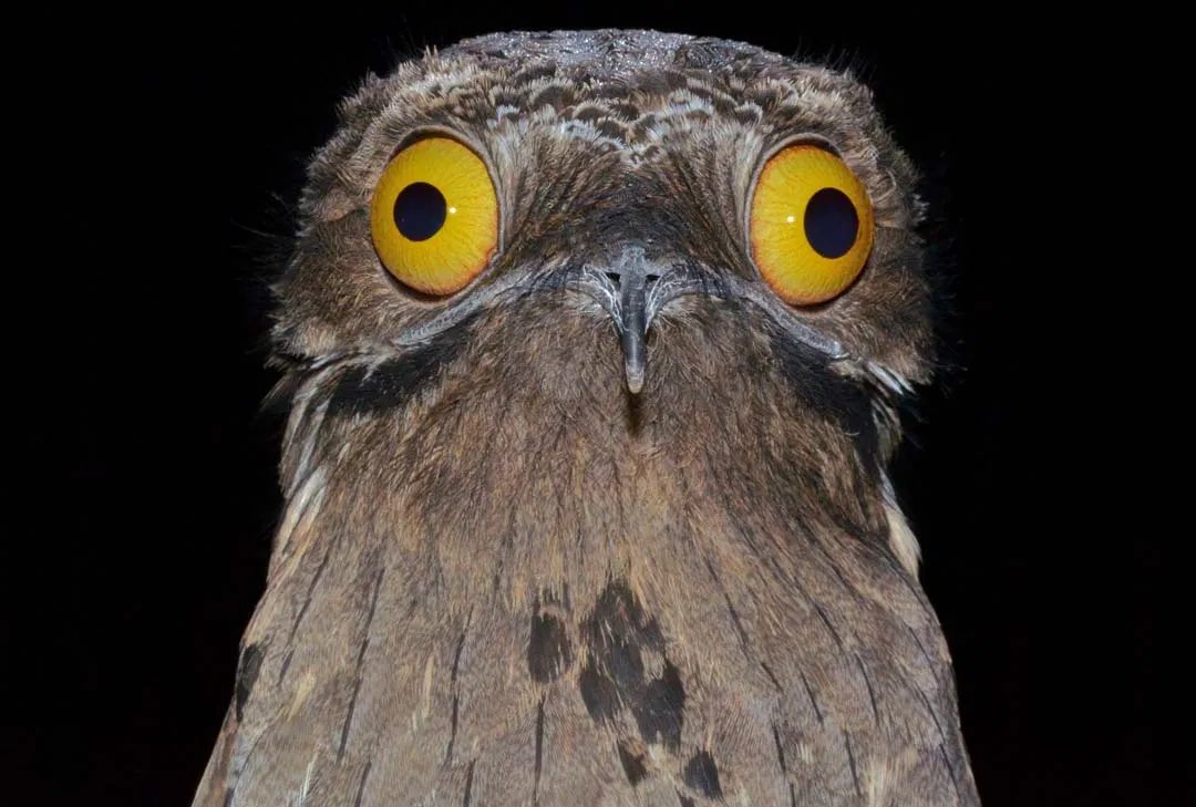 A thread of the potoo owl just doing potoo things