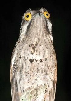 A thread of the potoo owl just doing potoo things