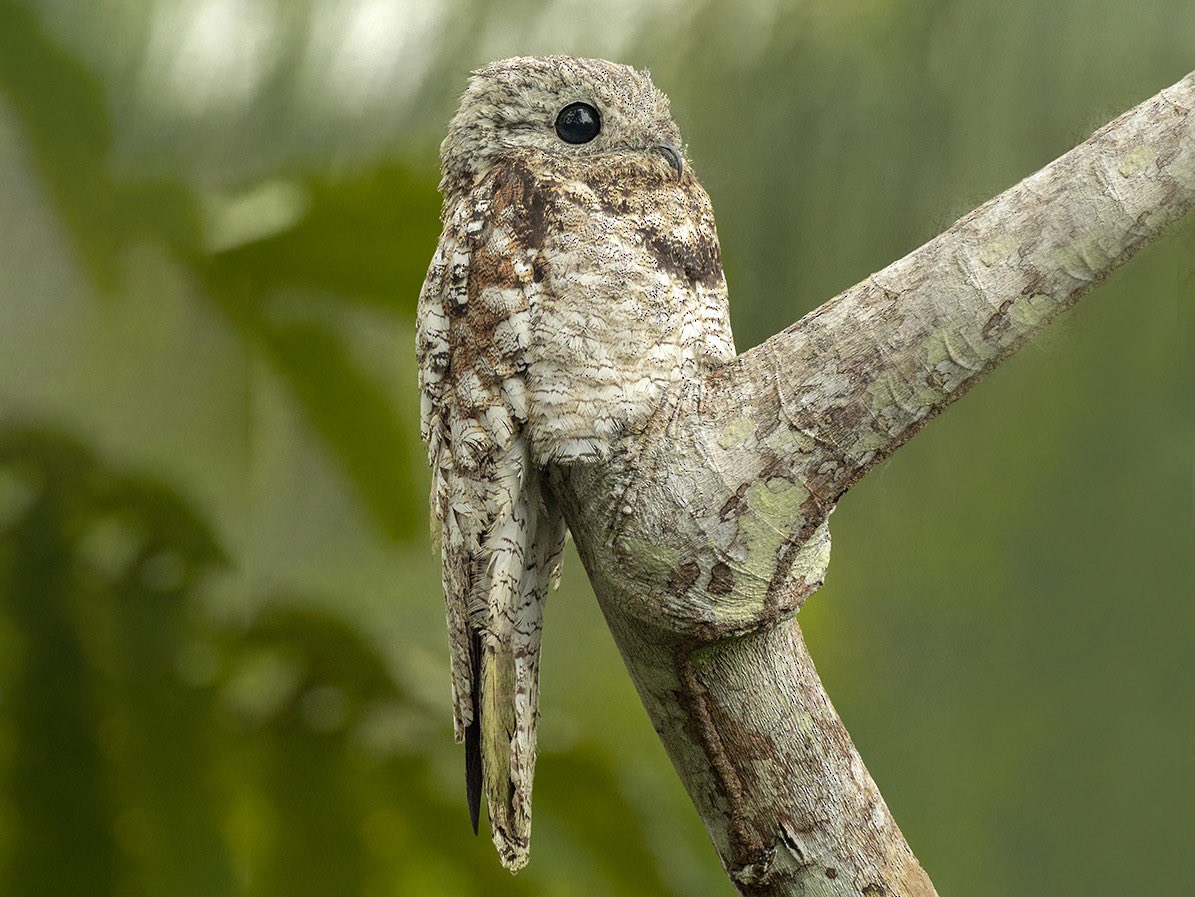 A thread of the potoo owl just doing potoo things