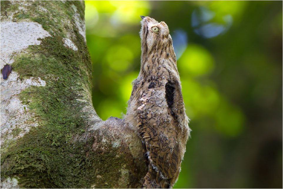 A thread of the potoo owl just doing potoo things