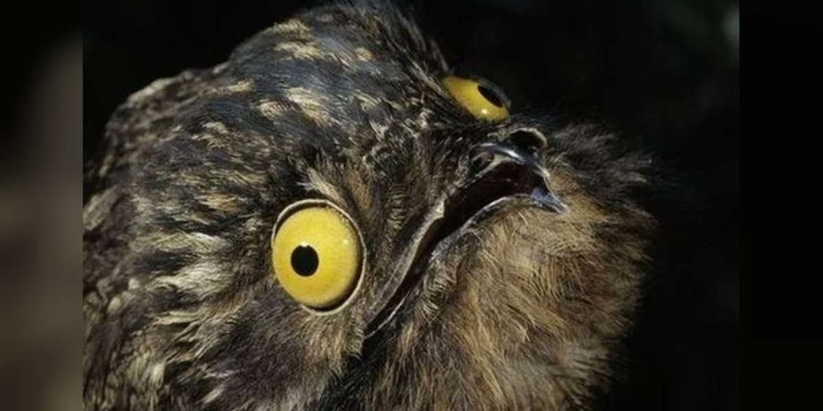 A thread of the potoo owl just doing potoo things