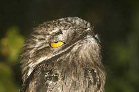 A thread of the potoo owl just doing potoo things
