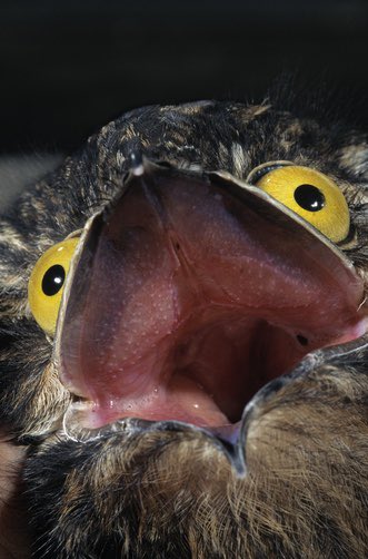 A thread of the potoo owl just doing potoo things
