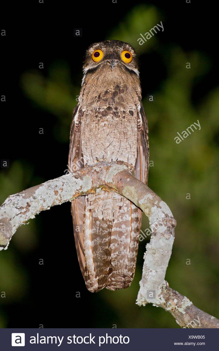 A thread of the potoo owl just doing potoo things