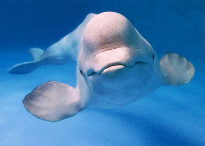 Sperm whales are dogsBeluga whales are cats