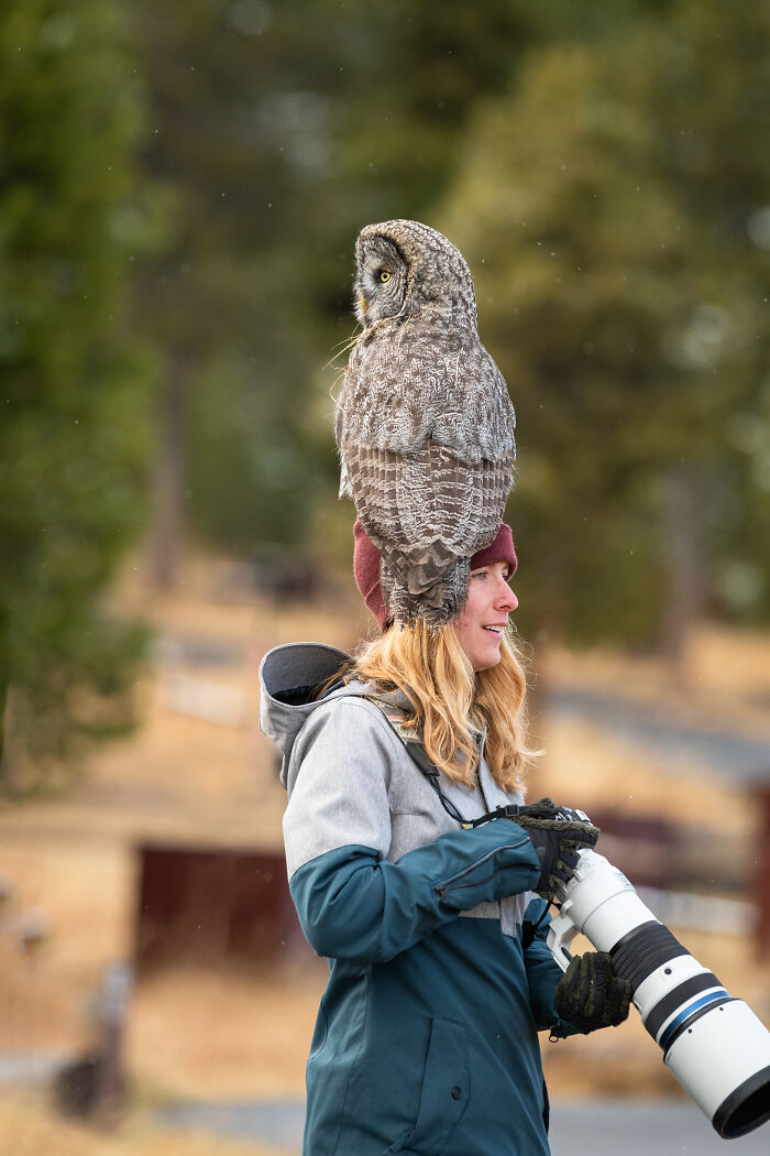 The truth behind these amazing Great Gray Owl photographs is a baited bird - perhaps not by these folks, but by someone. GGO (+ other owls) become very bold when fed - a practice widely condemned by birding and wildlife photog orgs.   https://www.boredpanda.com/owl-photographer-lens-head-wildlife-photography/