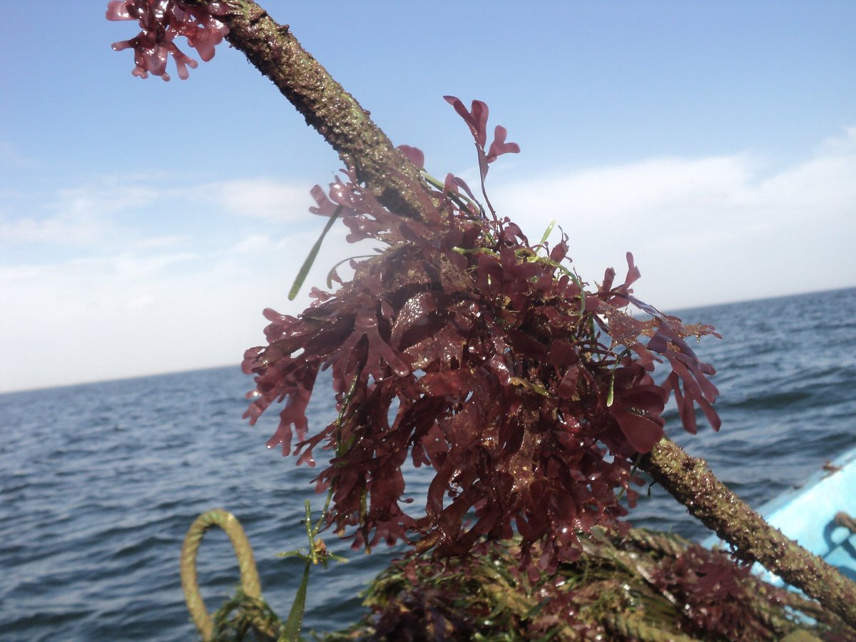 SeaweedNutriti1's tweet photo. Peru feeds the World with anchovy flour, the World should feed us with economic aid, to develop the Phycomariculture and nourish our population. Governments are not aware of this productive activity. https://t.co/sYaJitiTmT