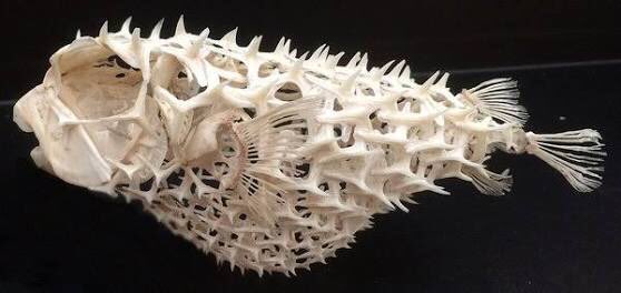 I thought pufferfish bodies expand through their skin but turns out it’s their skeletons????

Nature is fucking weird and amazing damn