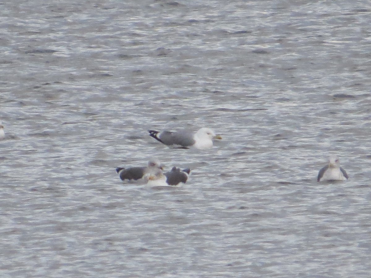 PeteKinsella2's tweet photo. A couple of hours gulling at High Rid res, Gtr. Mancs, this afternoon produced an adult ( unusually with an all white tip to P10) and 2ndw Yellow-legged Gulls, also a white darvic ringed adult Med Gull @BirdGuides @RareBirdAlertUK #gulls #michahellis https://t.co/EfqSXF19LD