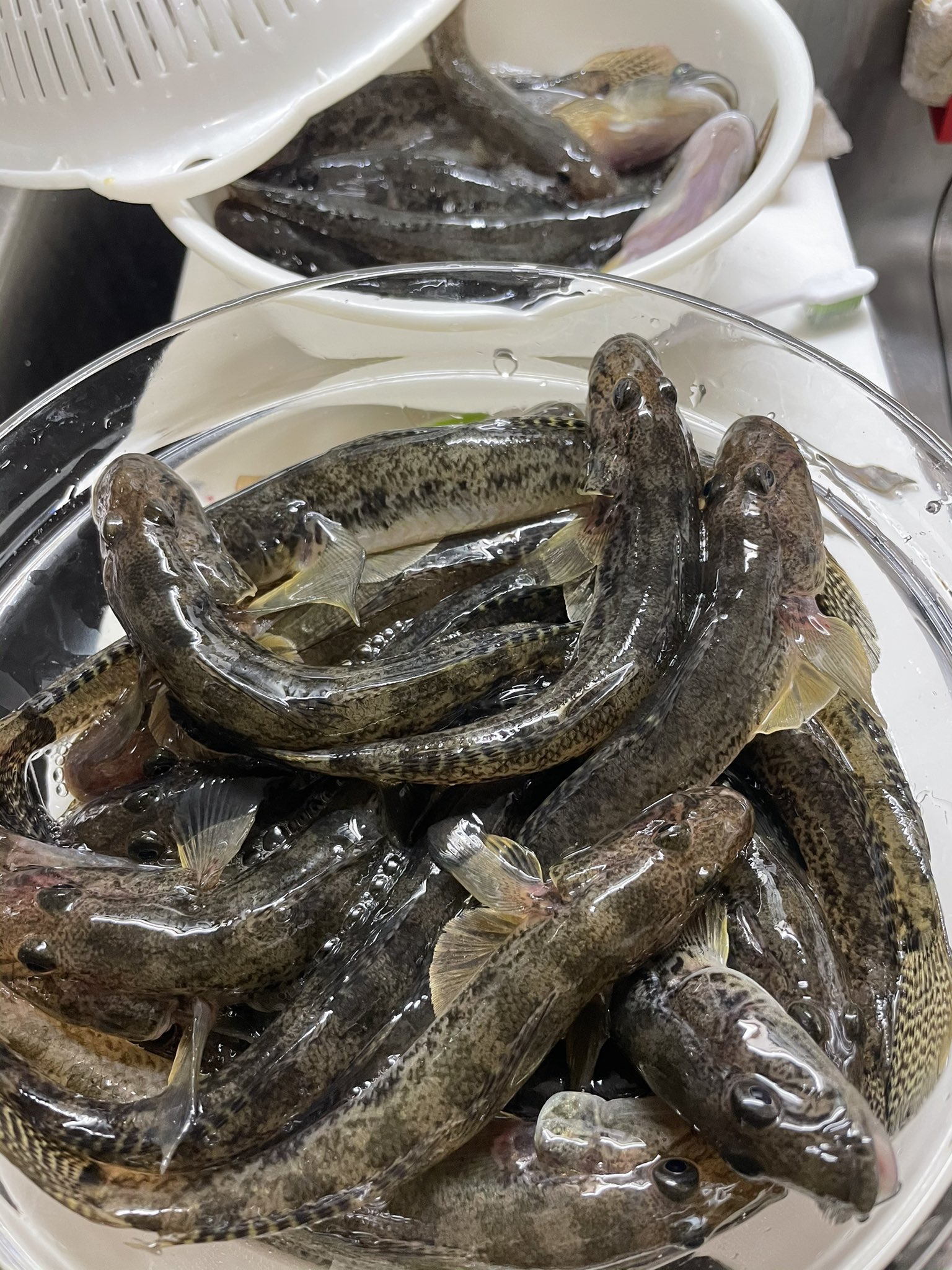 釣りマサ 36と数も出ました 焼き干しに 明日 天ぷら 洗いもしてみたいです はぜ ハゼ釣り 夜釣り 小物釣り T Co 4cxdnbi2f3 Twitter
