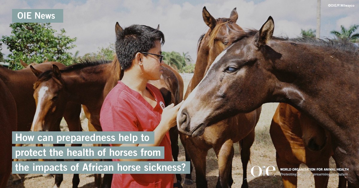 WOAH's tweet photo. #AfricanHorseSickness can kill 95% of infected equines. 🐴 🐎 

Being prepared to take action is key to reducing the impacts of AHS on horses.

Find out how: https://t.co/ASZdu2Q2qd 👈 

#OIENews https://t.co/4PEkLpf4Ib