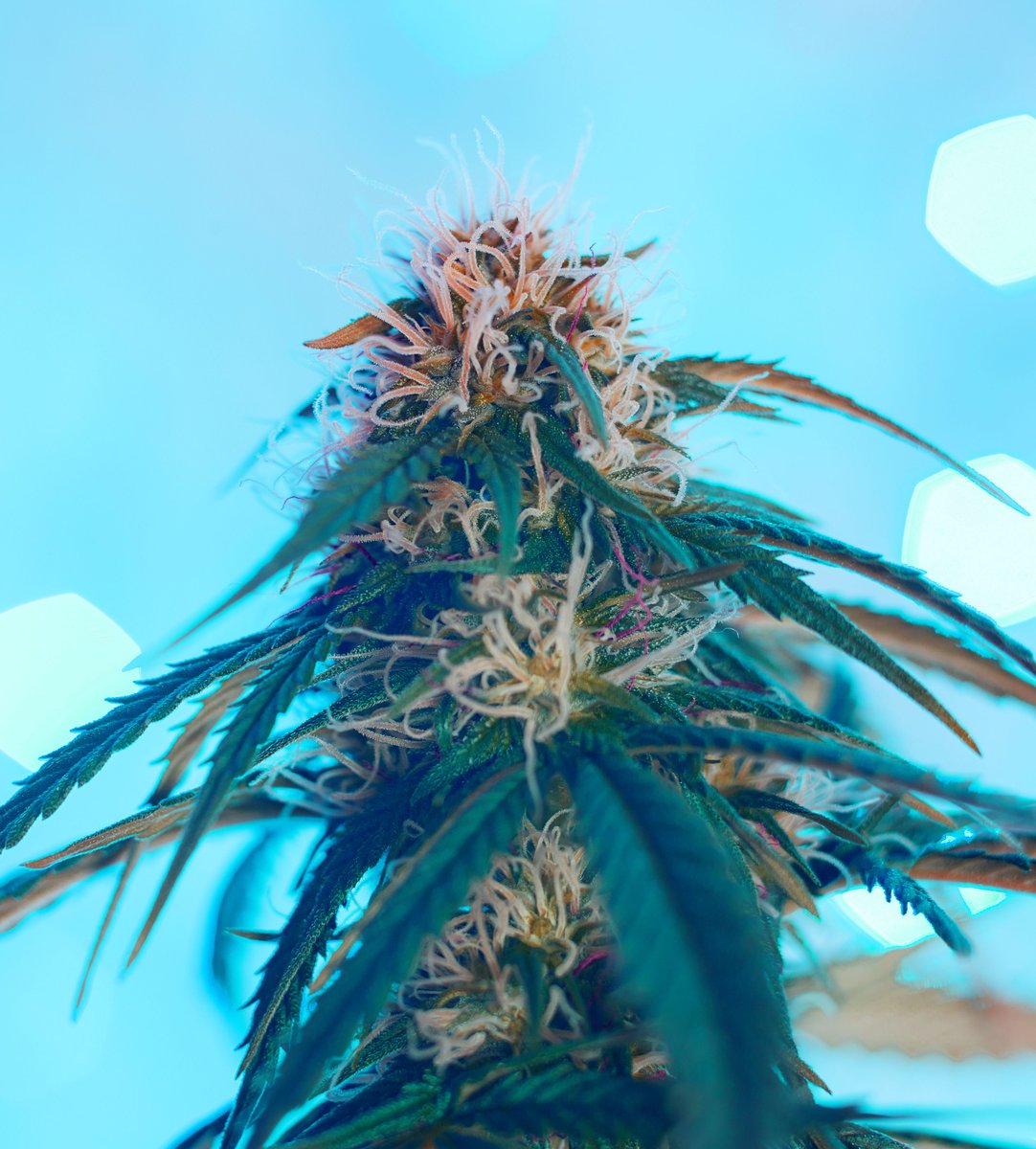 Now that Cannabis is Med Legal, this Winter feels like Spring in KCMO. That's one dank Christmas miracle ❄️ 

#fromtheearth #illicitgardens #justbetrees #kansascitycannabis #kclocal #kcmo

Must be 18+ to view this content. Medical cannabis use is for certified patients only.