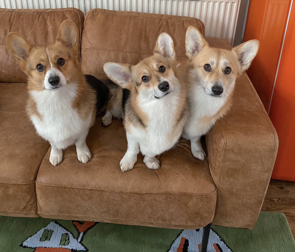 Wonderful_U's tweet image. I think we could all use some cuteness on our timelines 🧡