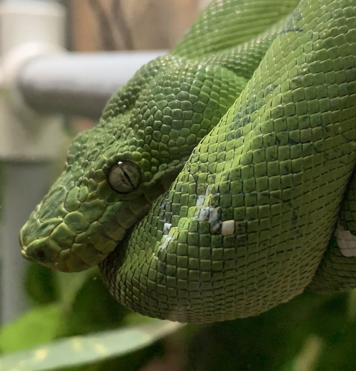 Josh Ruffell tweet media