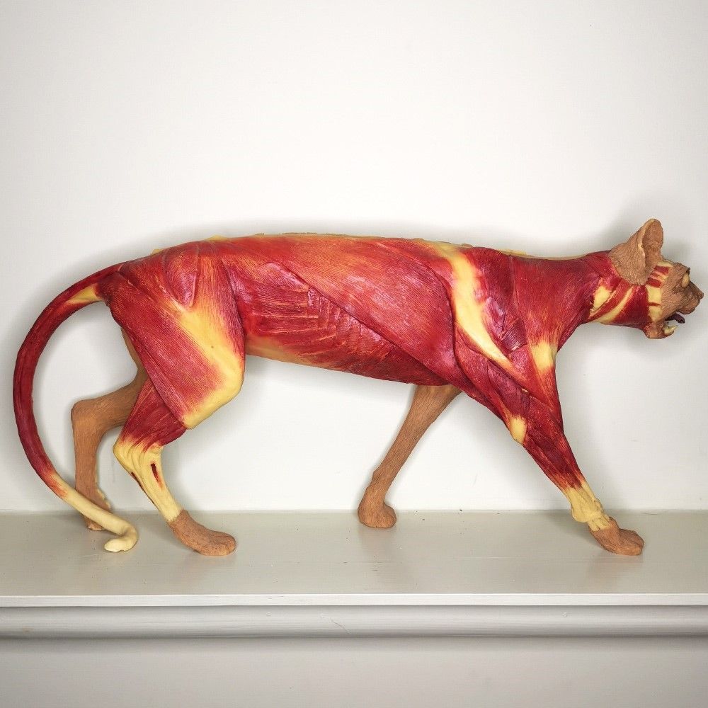 Hoarde_Vintage's tweet image. This skulking figure is an unusual vintage plastic anatomical model of a domestic cat. One side of the figure shows the musculo-skeletal structure, whilst - to horrify your dinner guests - the other side shows the internal organs.
#Cat #AnatomicalModel #VintageStyle