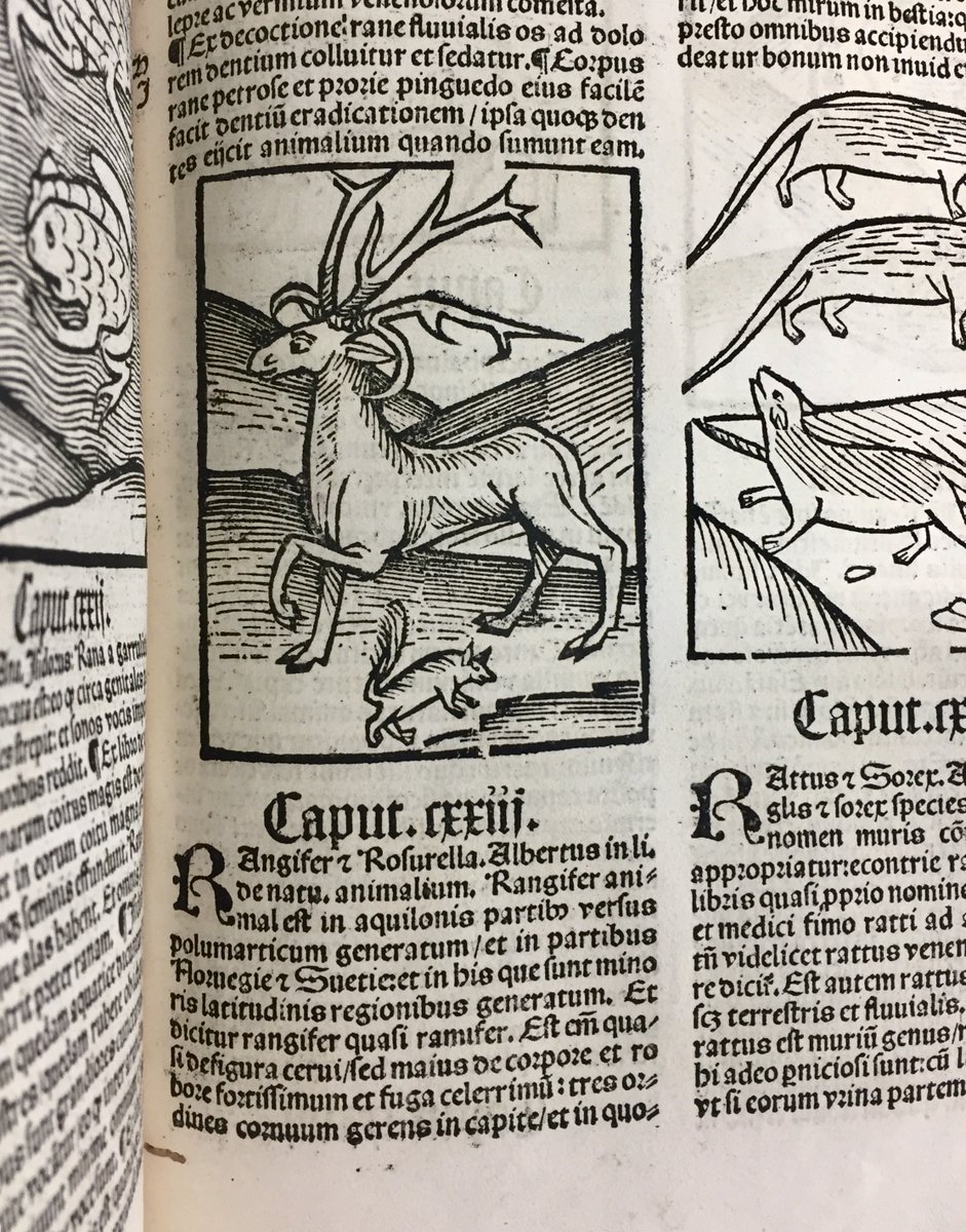 ParkerLibCCCC's tweet photo. #ParkerAdvent2020 Day 18: A spectacularly jaunty #reindeer for you from Parker’s copy of the 1517 ‘Ortus Sanitatis’ (Strasbourg, Reinhard Beck / EP.Q.4). I mean would you just *look* at that saunter?! Plus his awesome #squirrel sidekick...
#Advent #EarlyPrinted #MedievalTwitter https://t.co/43FFOdC2kx