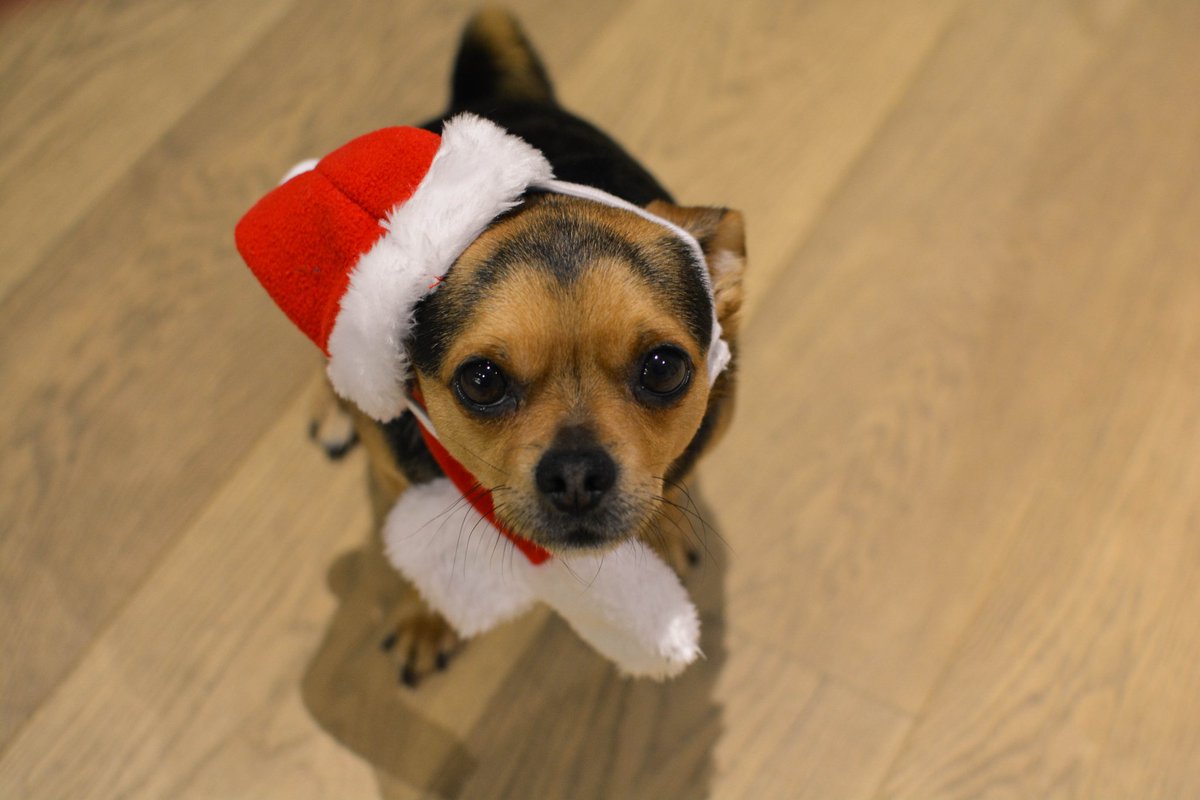 TechnicallyRon's tweet photo. In other news Doug has many emotions over his new Christmas hat https://t.co/DS2FumSlko