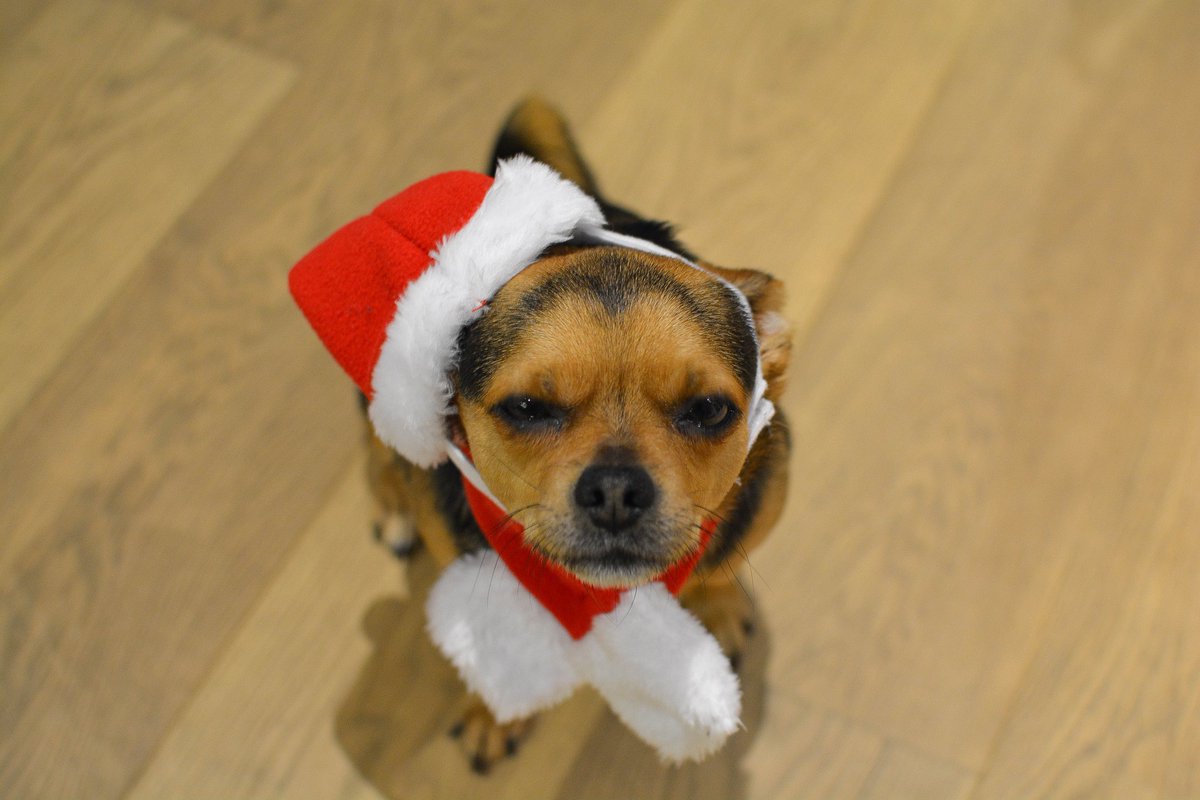 In other news Doug has many emotions over his new Christmas hat