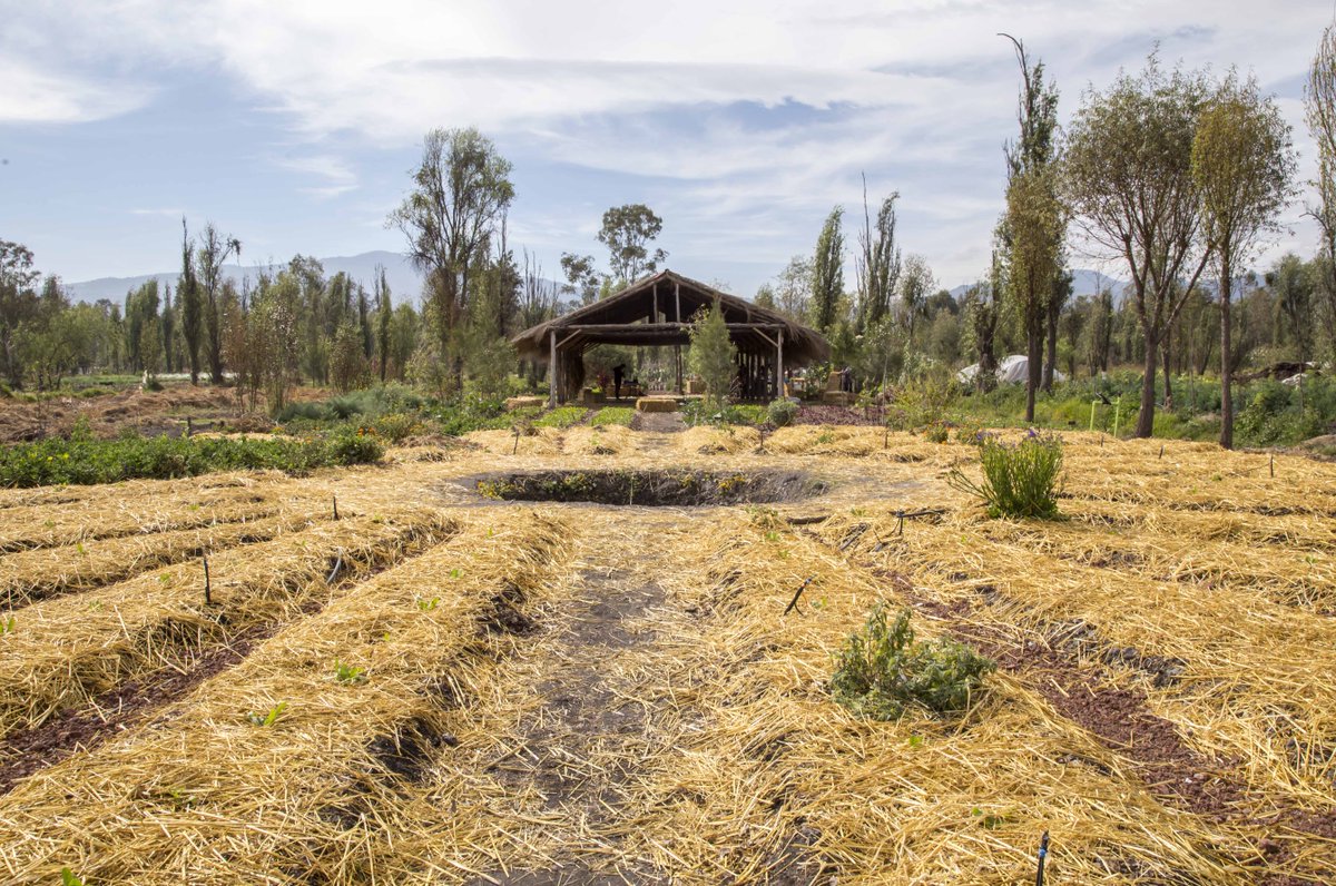 Fifty Mils tweet media