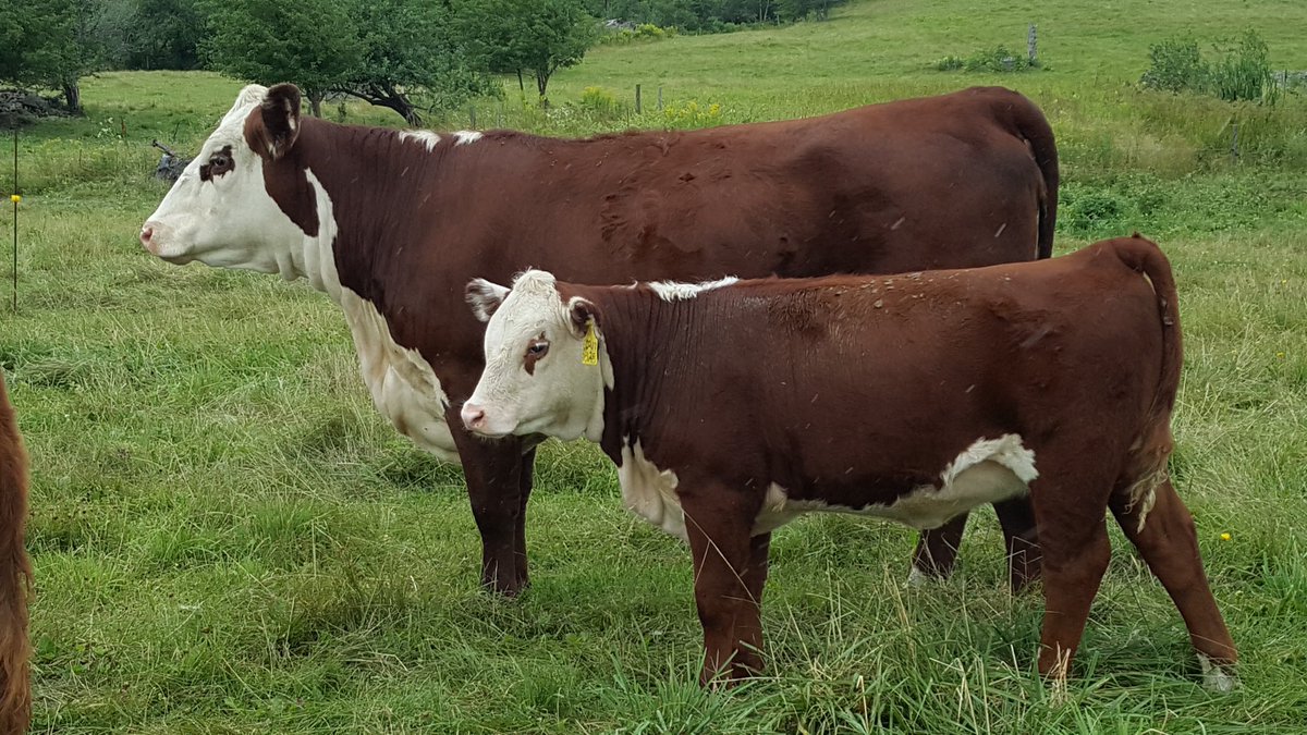 It’s almost that time of the year. Calving season is almost here! Photos are of HMF 17E, at birth and as a two year old with her heifer calf. She is our first cow due to calve in just two short weeks. Wishing everyone a successful calving season in 2021! <a href="/CAN_Hereford/">Canadian Hereford</a> #Herefords