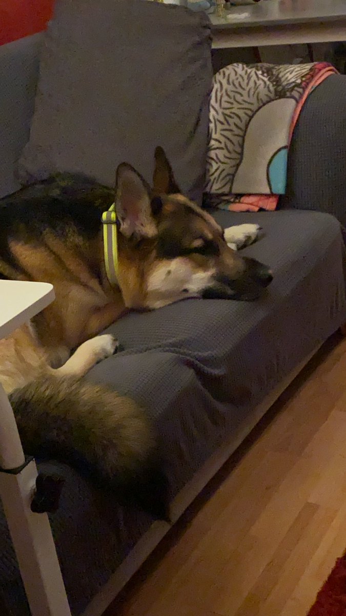 jilly3472's tweet photo. It’s a sad day when you come home and your puppy won’t speak to you because he can smell another pup on you 🙄 #inthehuff https://t.co/Mfrb9YYqFl