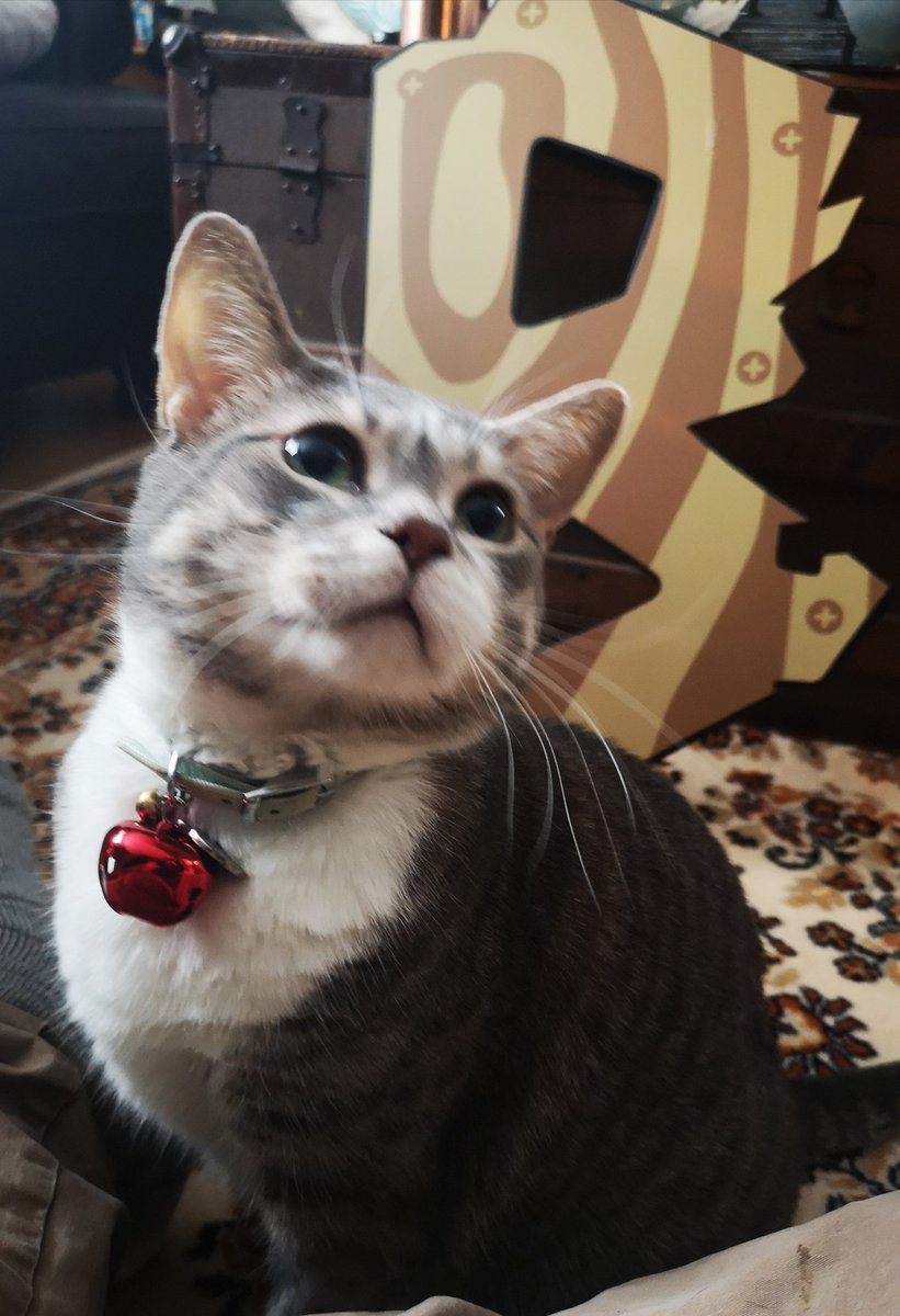 builtbyborgy's tweet photo. Built By Borgy's mascot!  Wishing all you filthy animals a very Meowy Christmas! https://t.co/JxG7yI4IN6
