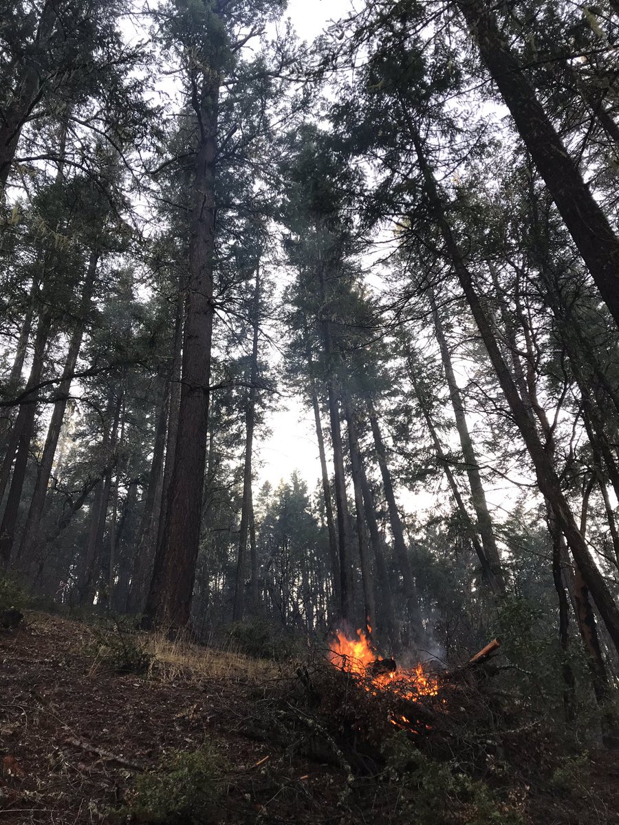 ShastaTrinityNF's tweet photo. 10 acres of Rail 2 Unit #PrescribedFire piles were successfully burned south of Hayfork yesterday, December 18 (photos courtesy Fire Management Specialist D. Ostmann) #ActiveForestManagement https://t.co/EKlgYzBuxv