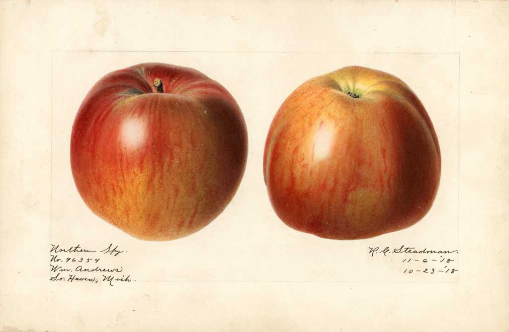 NorthernSpy tweet media