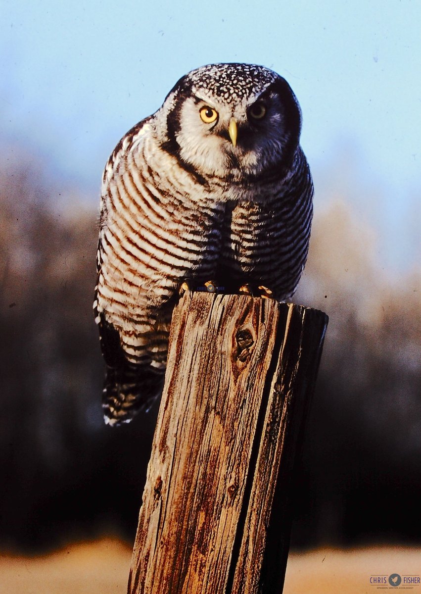 And full disclosure...in 1999 when making a wildlife documentary on northern owls, we did bait. Haven't done it since. These (slide) photos show you the tell tale signs of what to look for.