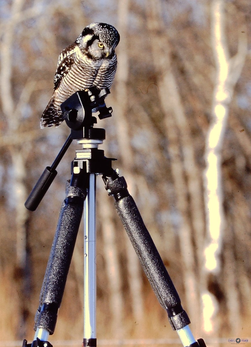And full disclosure...in 1999 when making a wildlife documentary on northern owls, we did bait. Haven't done it since. These (slide) photos show you the tell tale signs of what to look for.
