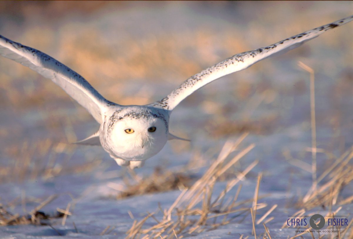 And full disclosure...in 1999 when making a wildlife documentary on northern owls, we did bait. Haven't done it since. These (slide) photos show you the tell tale signs of what to look for.