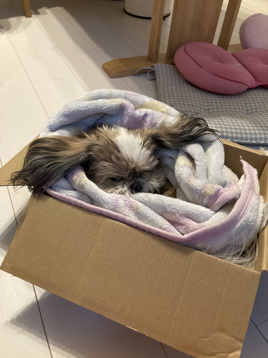 LongSatomi's tweet photo. 梱包しようかなぁ、、😂😂😂

#シーズー　#愛犬　#梱包　#段ボール
#モコモコ隊長 https://t.co/1OhFXilQZp