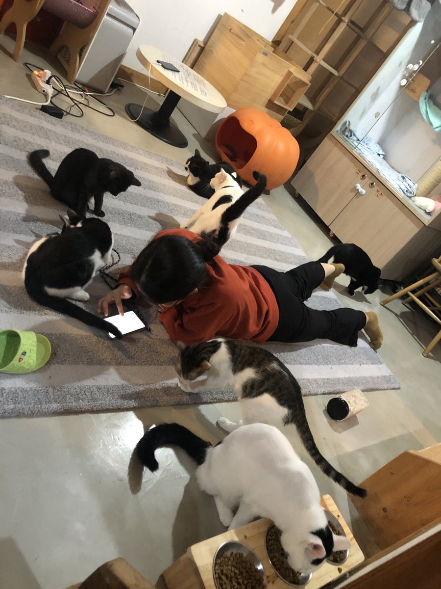 cats_volunteer's tweet photo. 봉사자들 모두 고양이들 행복하게 해주겠다는 마음으로 힘내고 있으니 응원 많이 부탁드려요🙏

고양이 장난감, 지구별2020 탁상달력도 관심 많이 가져주세요٩(๑> ₃ < )۶♥

장난감,달력 판매링크👉 https://t.co/YhVPWSsaMo https://t.co/m4MrAjfao8