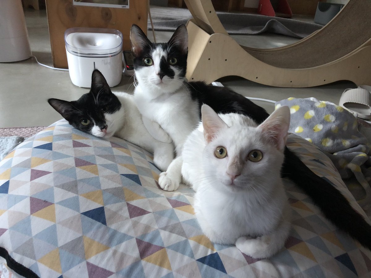 cats_volunteer's tweet photo. 힘내볼게요! 
지구별 재정은 바닥난지 오래고 지구별엄마가 다른 일로 메꾸는것도 한계가 와서 한동안 적극적인 구조는 쉬어가려해요🥲
그래도 좋은 소식은 많은 아이들이 가족을 찾아 집에 가고 있어요❤️(겨울은 지구별 입양 성수기!) https://t.co/ibqJgEoDcZ