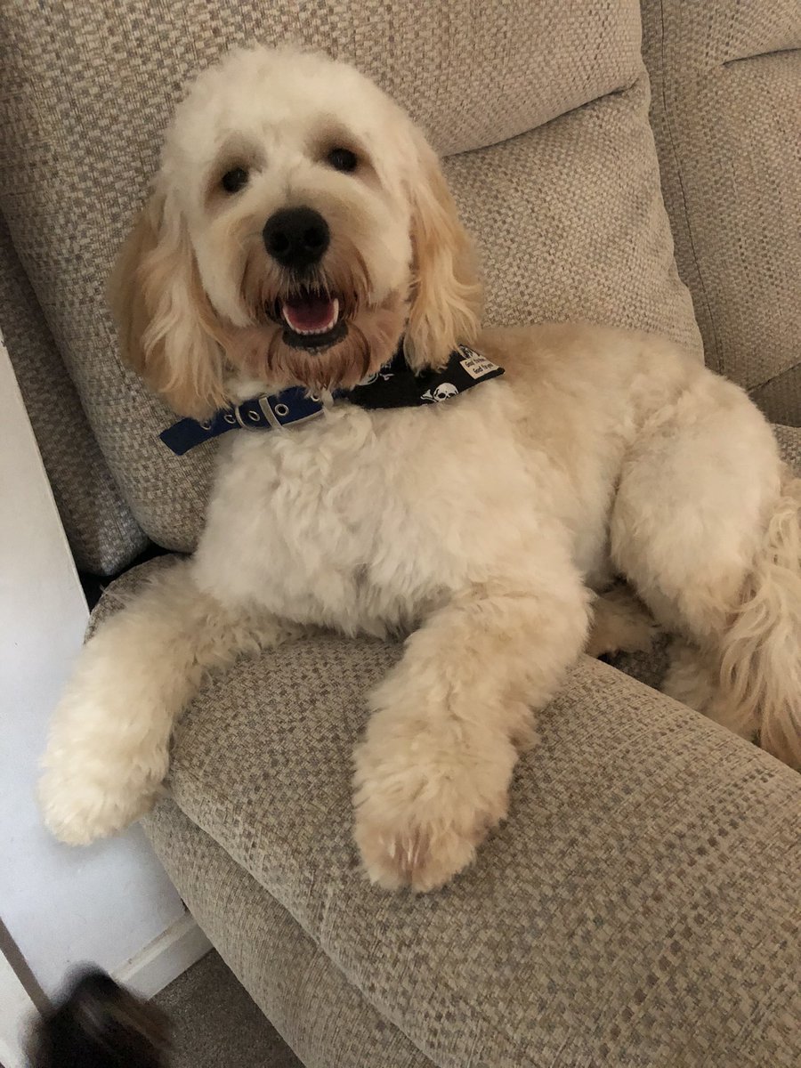 After the really sucky news tonight and the never ending crisis that is Covid here is something to make you smile. #HappyChristmas