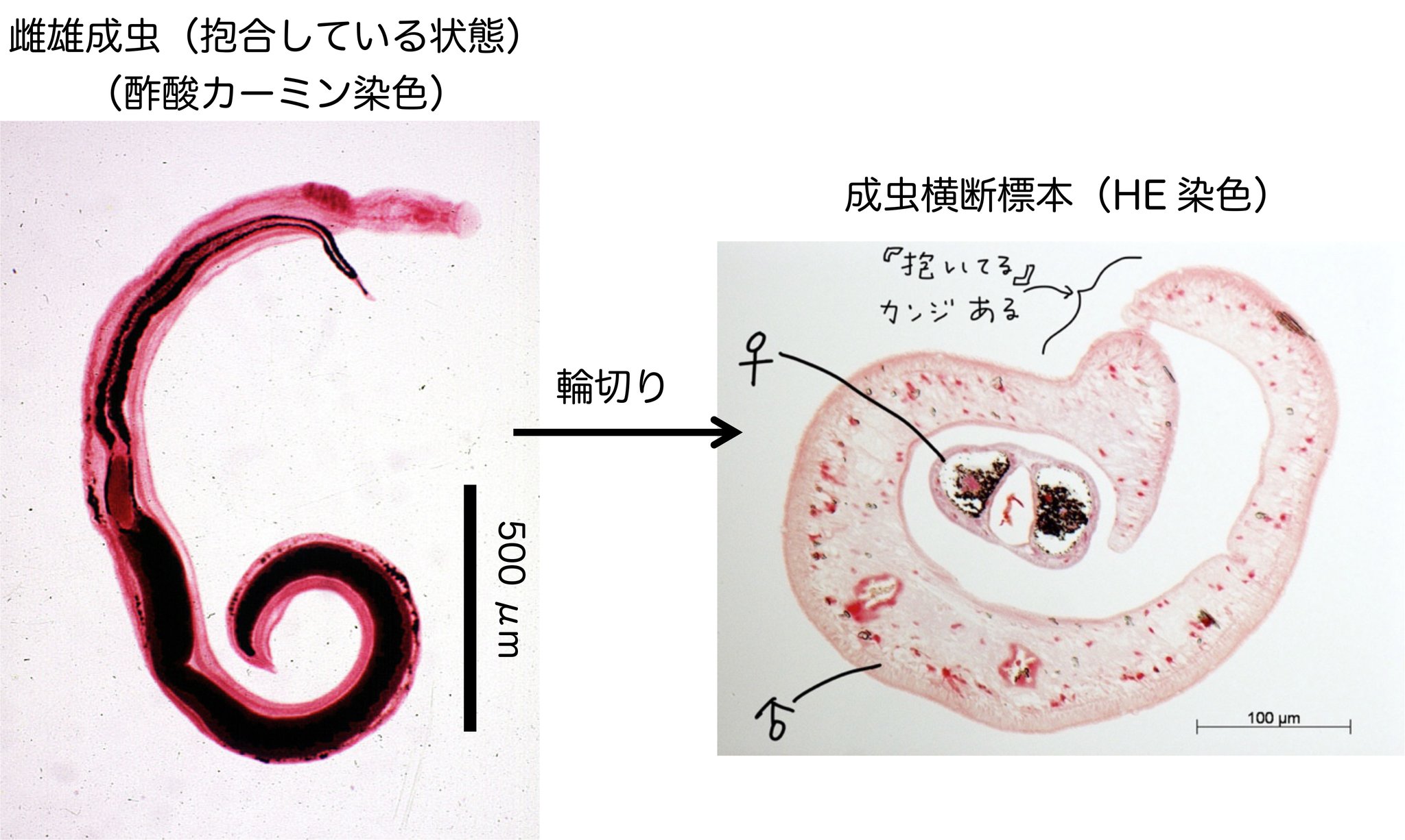 ささき寄生虫研究所（佐々木瑞希） on X: 