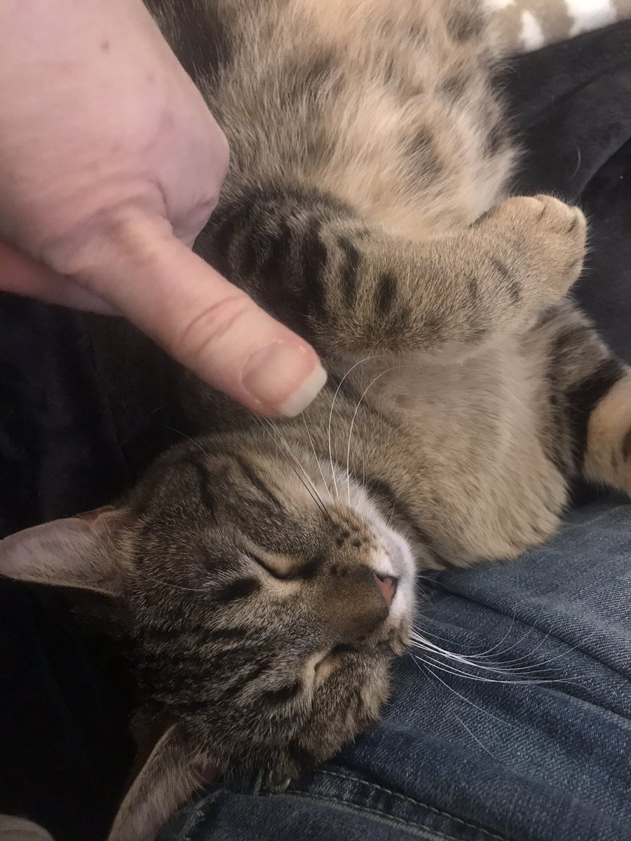 kfnagle's tweet photo. Happy Caturday #thumbforscale #catsofacademia https://t.co/ISfDaorc1U