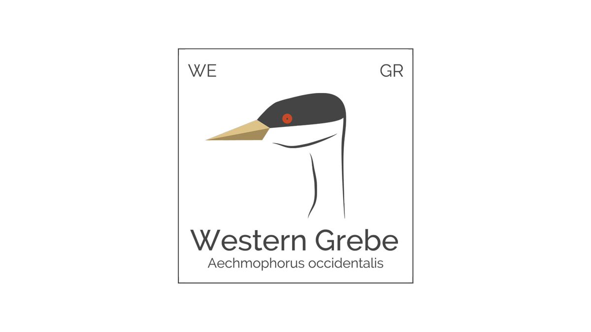 threadless's tweet image. To celebrate 49 years of rescuing waterbirds, @intbirdrescue proudly presents their 2020 Bird of the Year: the Western Grebe.

Keep up the amazing work, friends!

🖼 "Western Grebe"
🎨 @girlswhoclick for @IntBirdRescue 
🛍 bit.ly/3aei9Wt