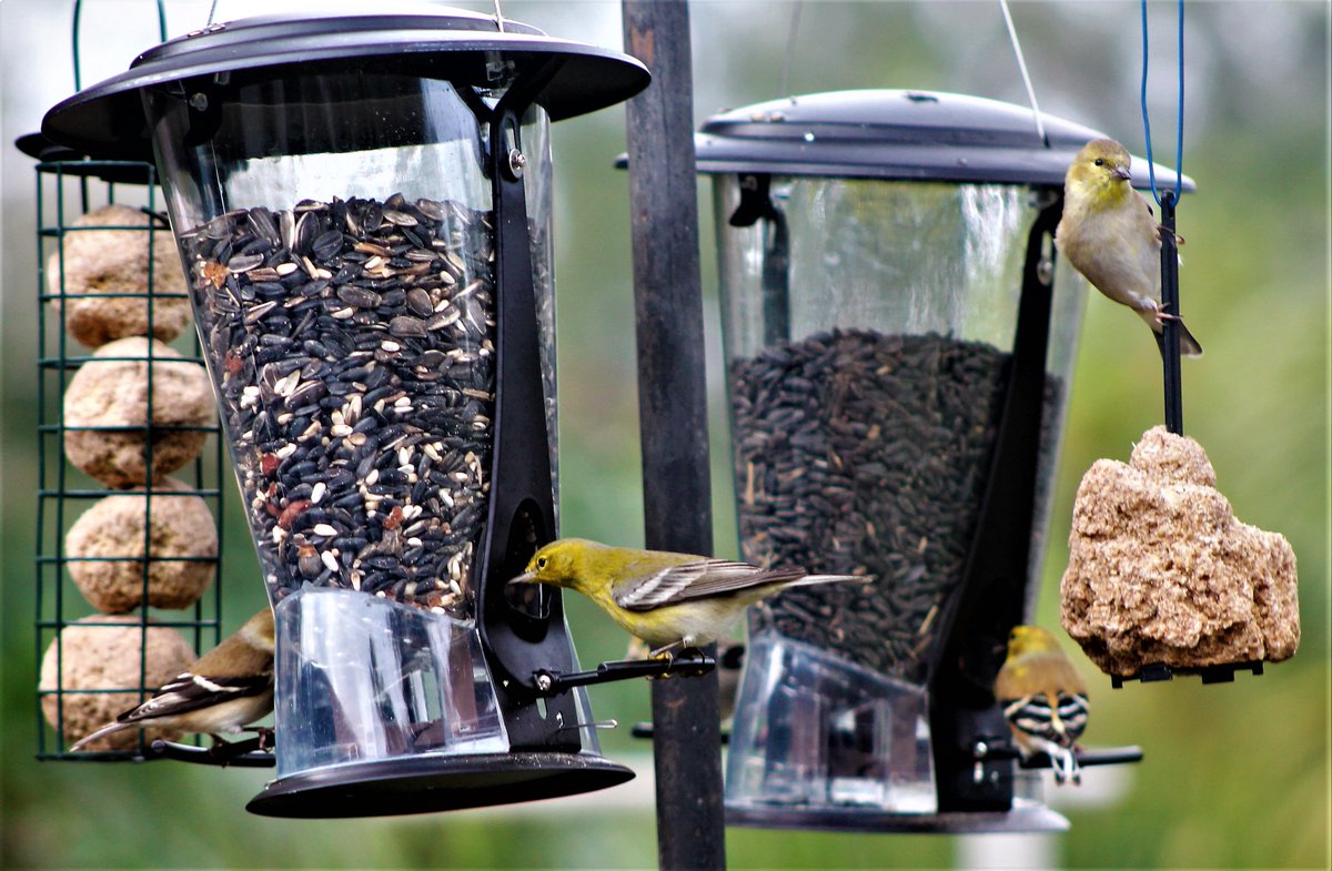 Wintering American Goldfinch eat all morning long. there are many more of them.