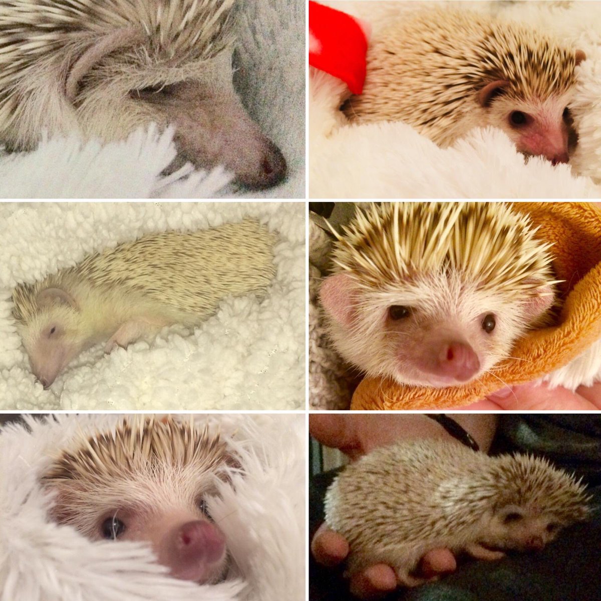 Store Paws tweet media