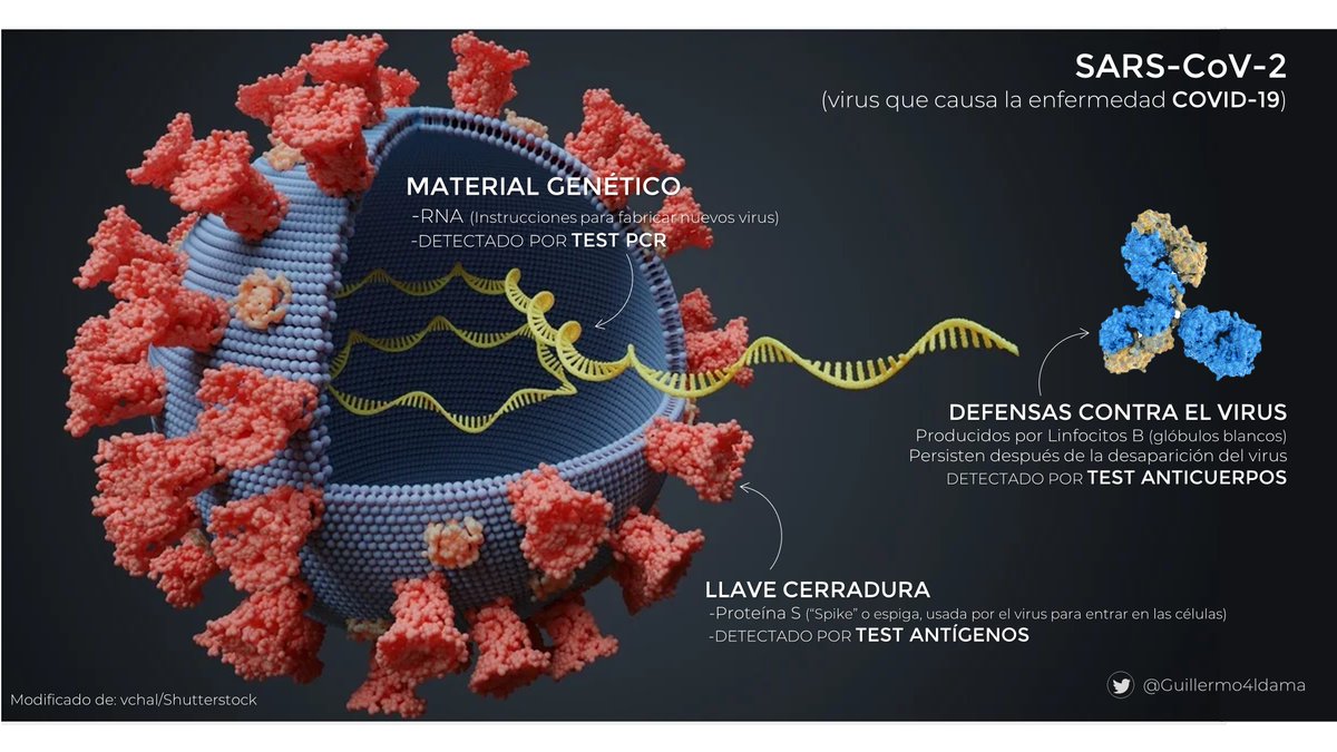 Aquí tienen una imagen del SARS-CoV-2 y qué parte identifican los diferentes tipos de test. Cada uno es como un avión de reconocimiento.