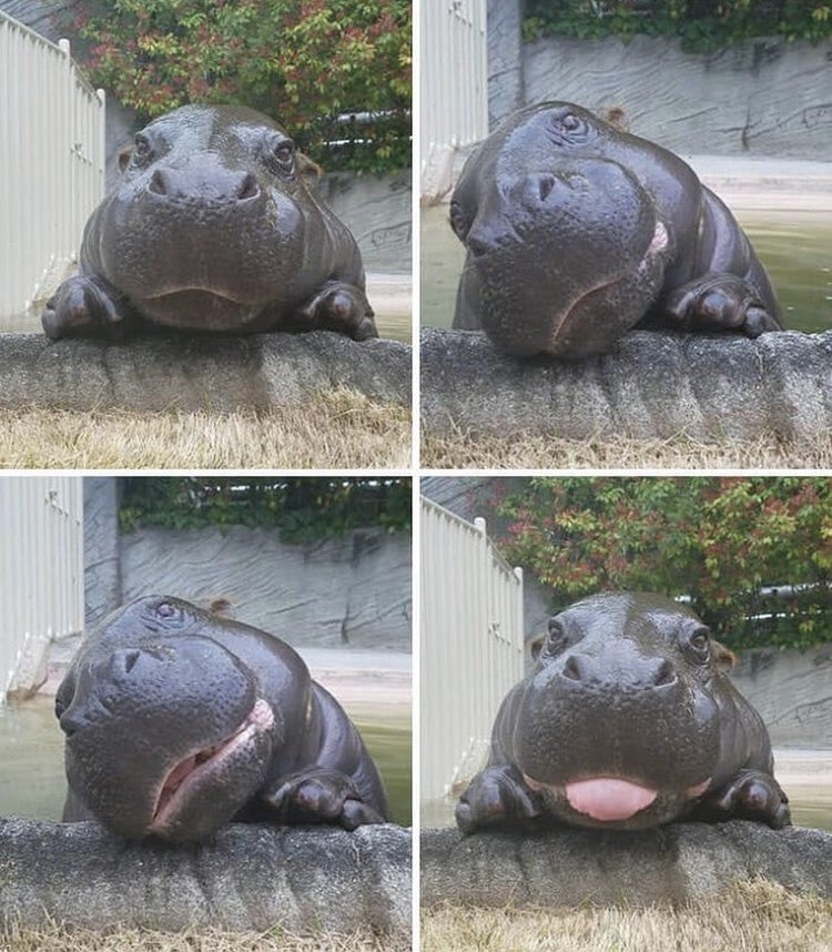 NEWS ALERT. 

Hippo time is ok. 

It’s ok to feel...

mad

bad 

sad. 

Just remember. 

It’s a detour. 

Not a destination. 

#londontier4
#walestier4