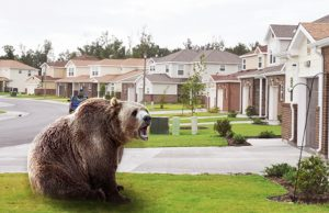 Thread: NZ Property - late stages of a blowoff?1) Being bearish on housing in NZ in the last 10 years was wrong and a view I have been guilty ofHowever let me put on my bear suit once again and suggest certain events this year have me concerned about a serious correction