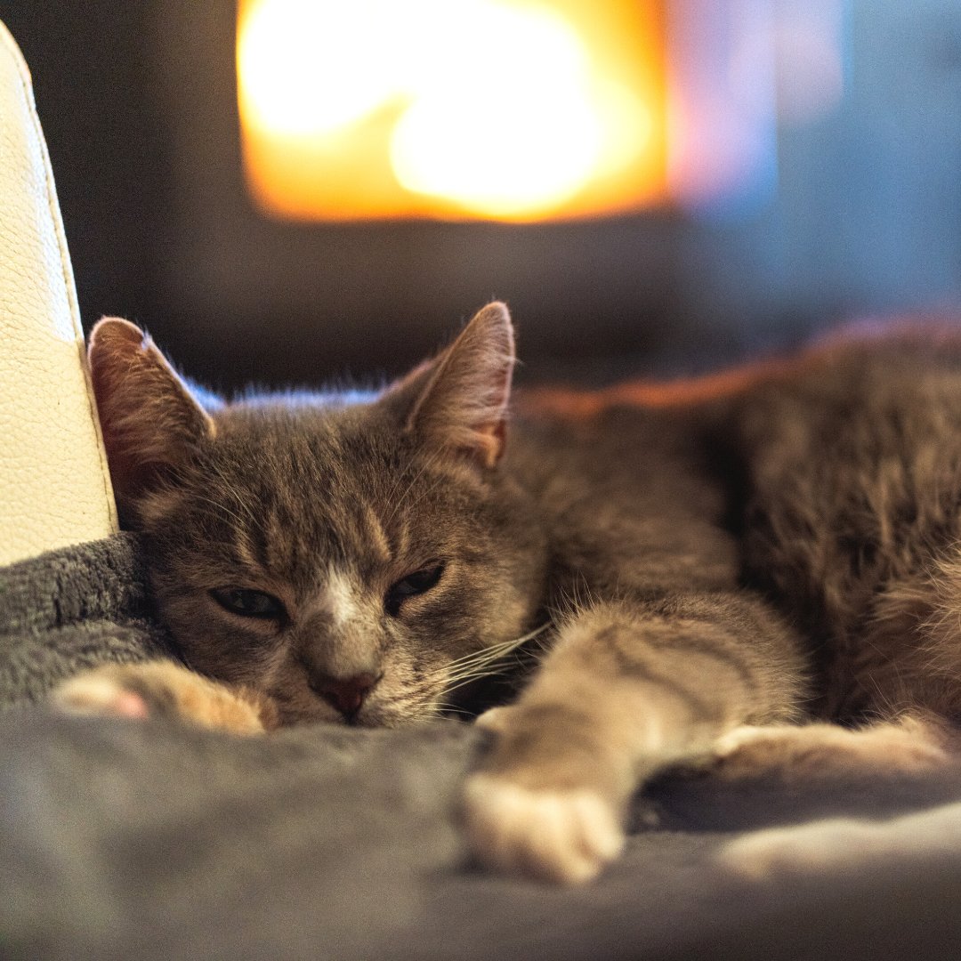 Nora loves curling up in front of the fireplace with her mom, especially on a cold, winter weekend.

Discover how enrolling your furbaby in #catinsurance can save you lots of money when it comes to unexpected vet bills. bit.ly/prudent-pet-ca…