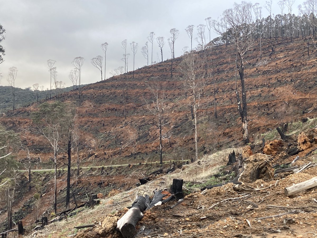 The Year in Review: Victoria's Very Normal Timber Industry.