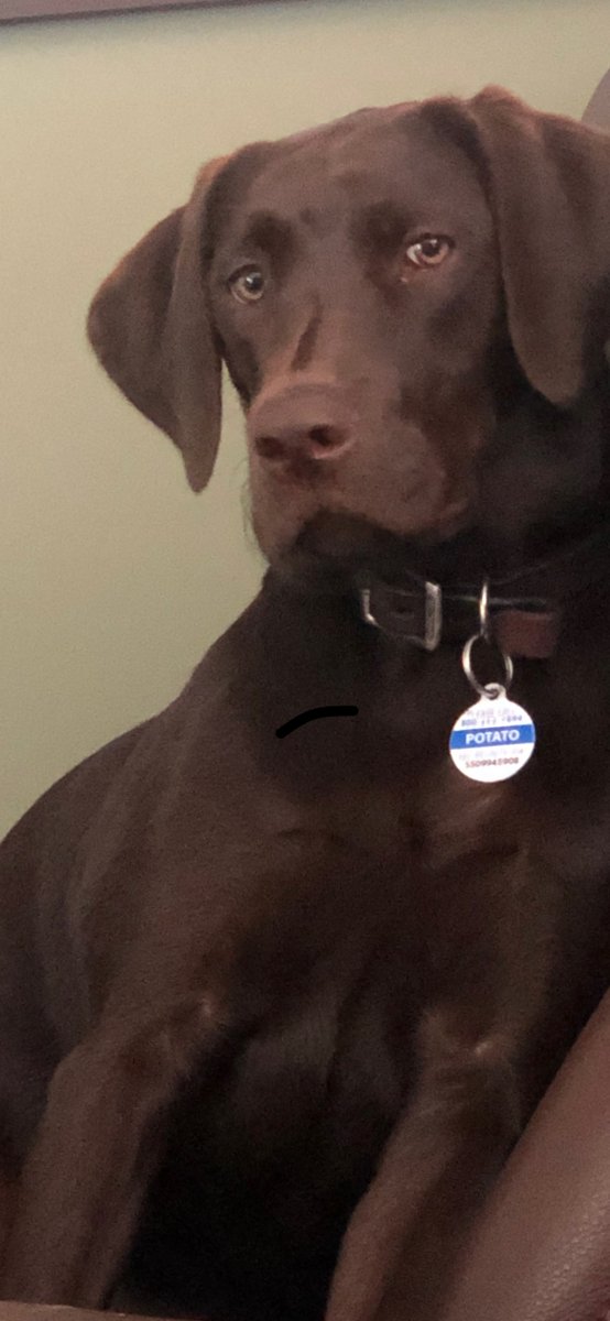 billiamc's tweet photo. Potato sees you. Don't think she doesn't.  
@dog_rates https://t.co/hdvxLRWyAl