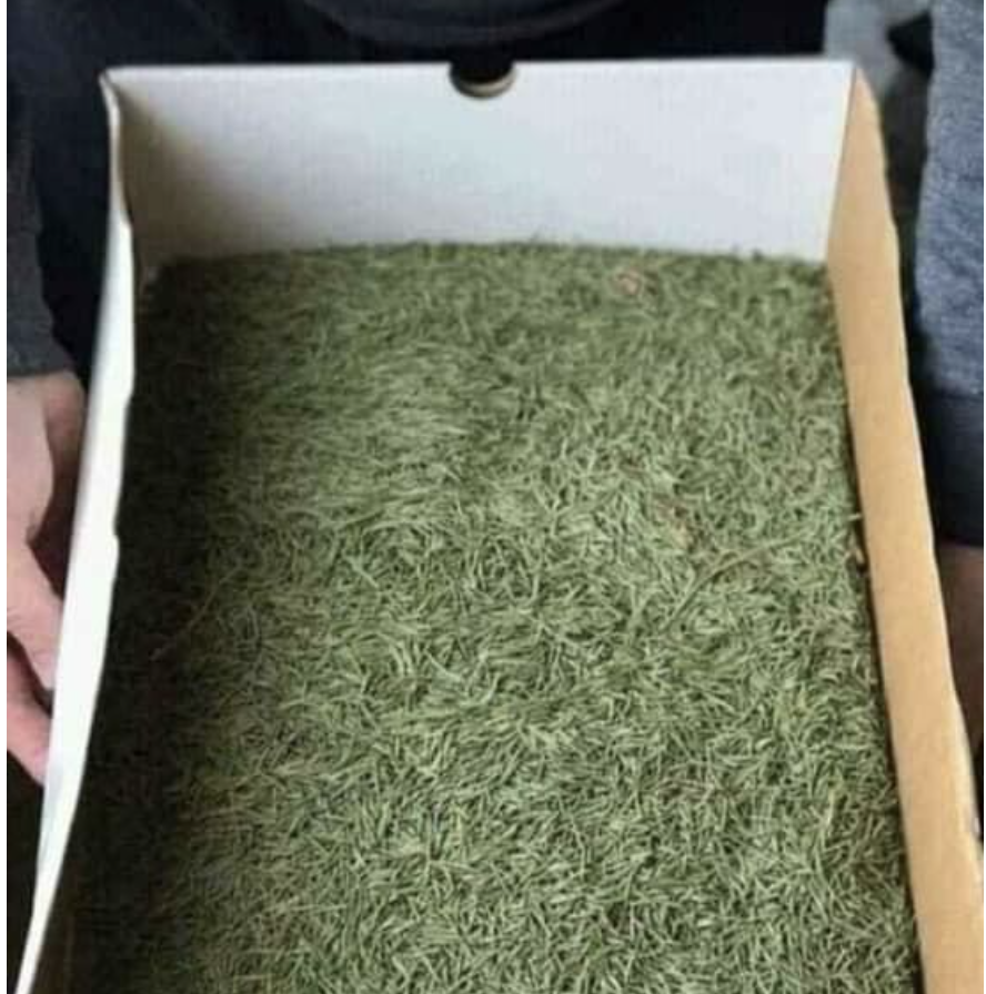 If IKEA sold Christmas trees